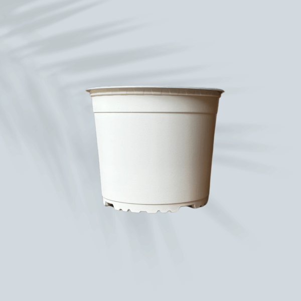 Maceta blanca (Diámetro: 14 cm.)